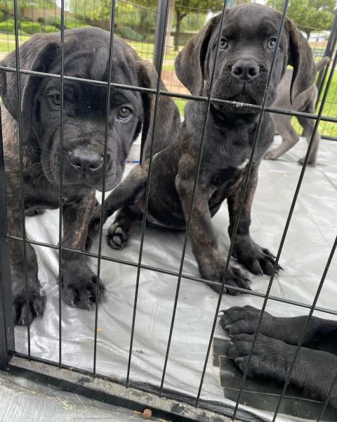 cuccioli in vendita, cuccioli di cane corso per reinserimento.