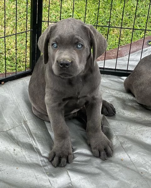 cuccioli in vendita, cuccioli di cane corso per reinserimento. | Foto 1
