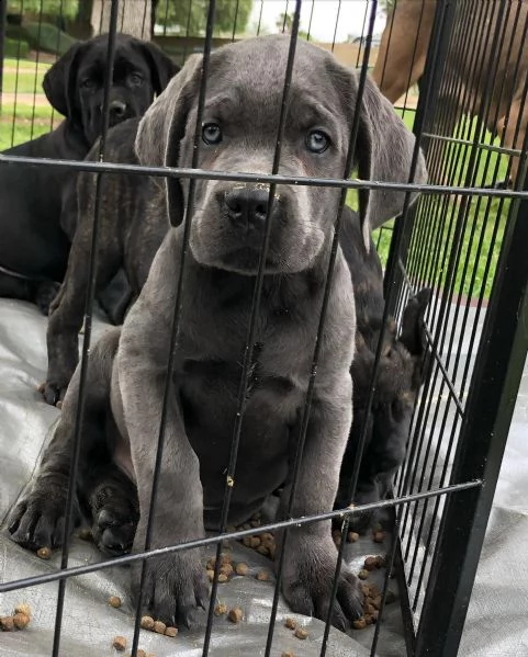 cuccioli in vendita, cuccioli di cane corso per reinserimento. | Foto 0