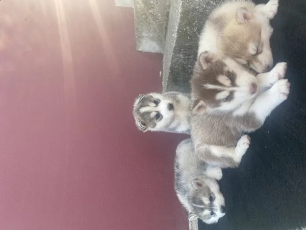 cuccioli siberian husky disponibili a luglio