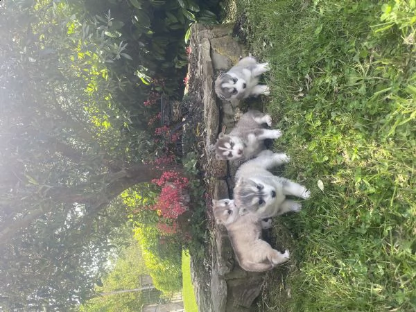 cuccioli siberian husky disponibili a luglio | Foto 3