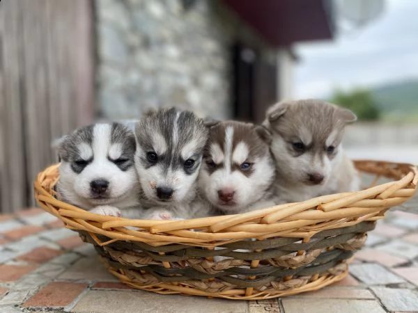cuccioli siberian husky disponibili a luglio | Foto 2