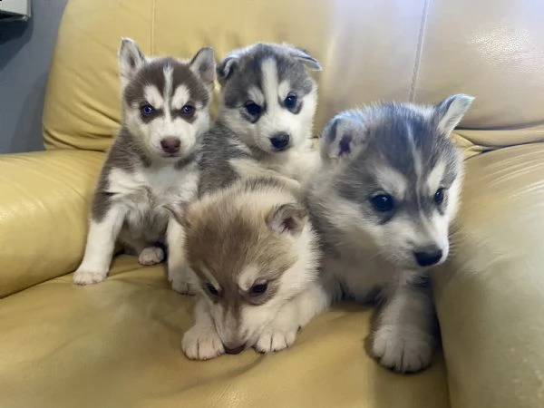 cuccioli siberian husky disponibili a luglio | Foto 1