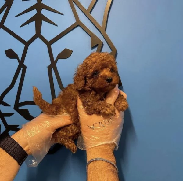 barboncino toy maschio e femmina