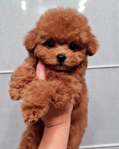 due cuccioli di barboncina toy!!