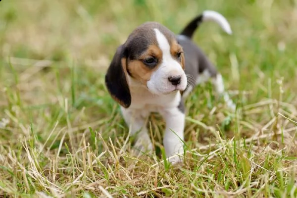 tre cuccioli di beagle cioccolato con pedigree | Foto 3
