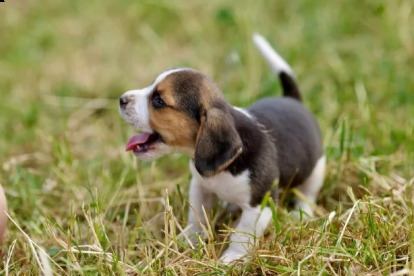 tre cuccioli di beagle cioccolato con pedigree | Foto 2