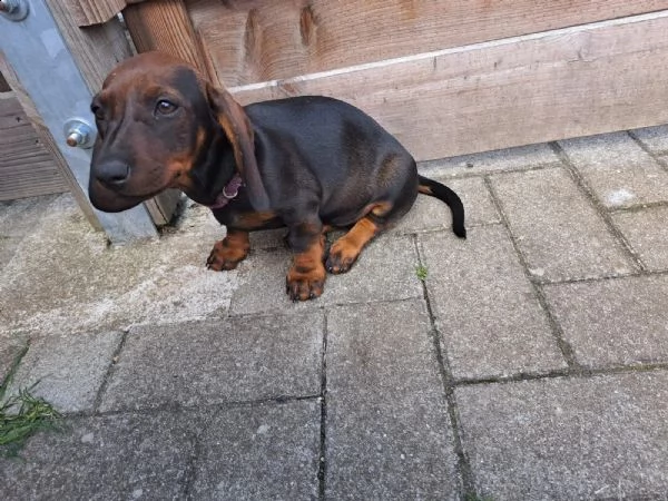 cucciolo di bassotto bassotto in  standard