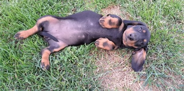 cucciolo di bassotto bassotto in  standard | Foto 3