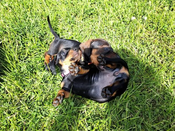 cucciolo di bassotto bassotto in  standard | Foto 2