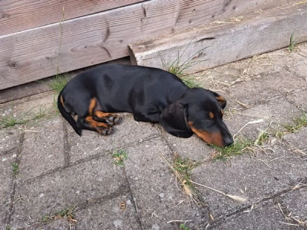 cucciolo di bassotto bassotto in  standard | Foto 1