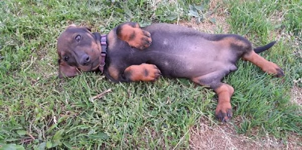 cucciolo di bassotto bassotto in  standard | Foto 0