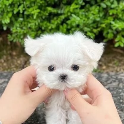 regalo  maltese mini toy//