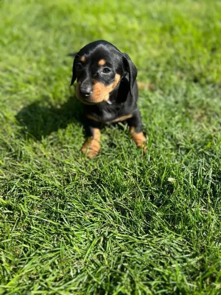 meravigliosi cuccioli di bassotto nano | Foto 2