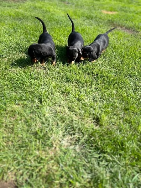 meravigliosi cuccioli di bassotto nano | Foto 1