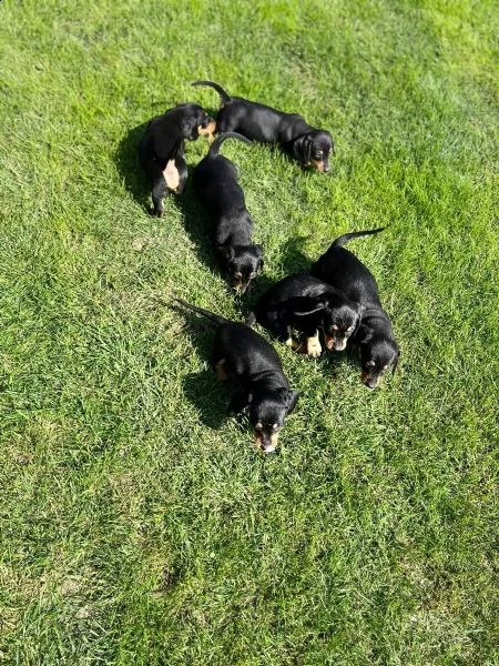 meravigliosi cuccioli di bassotto nano | Foto 0