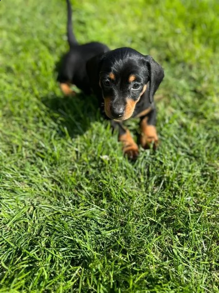 meravigliosi cuccioli di bassotto nano