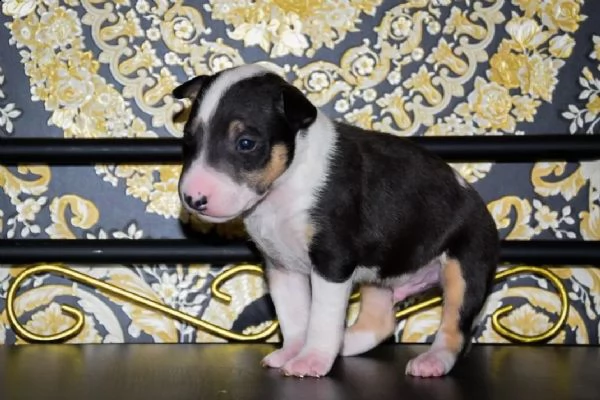 disponibili adorabili cuccioli di bull terrier | Foto 3