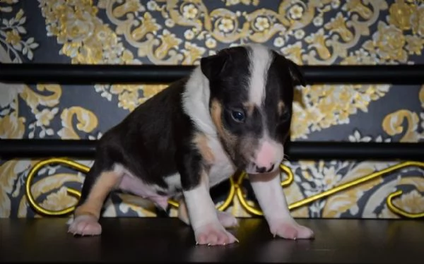 disponibili adorabili cuccioli di bull terrier | Foto 2