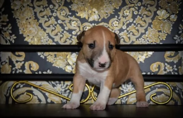disponibili adorabili cuccioli di bull terrier | Foto 1
