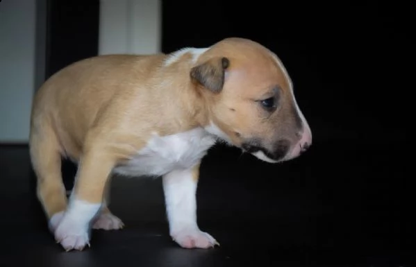 disponibili adorabili cuccioli di bull terrier | Foto 0