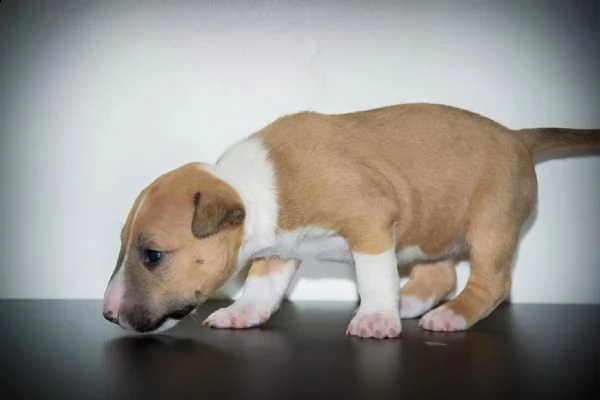 disponibili adorabili cuccioli di bull terrier