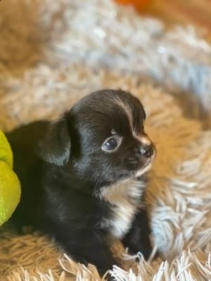 chihuahua pelo lungo