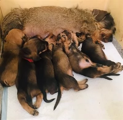 cuccioli di bassotto tedesco a pelo duro