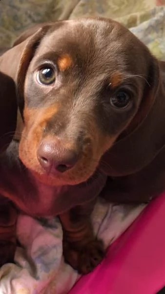 disponibile bassotto nano a pelo corto chocolate. 