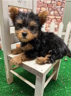 belllissimi cuccioli di yorkshire terrier