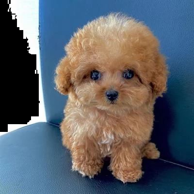 cuccioli di barboncino toy