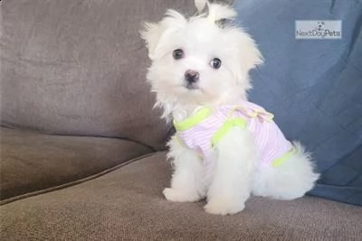 adorabili cuccioli di maltese. 