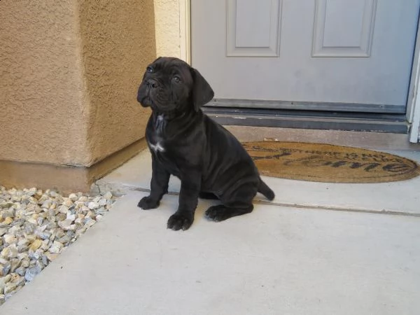 bellissimi cuccioli di cane corso