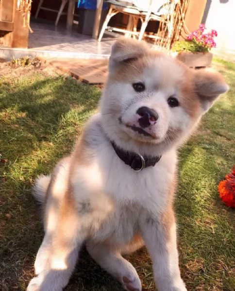 regalo cucciolo di akita disponibile…. | Foto 0