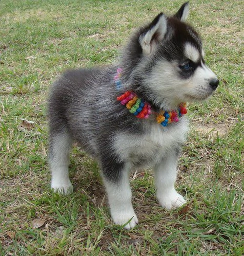 regalo husky 
