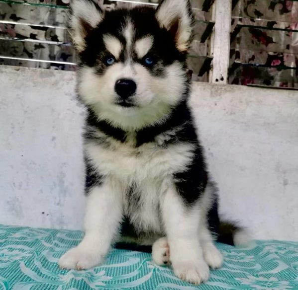 regalo husky  | Foto 0