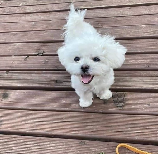 regalo  maltese mini toy