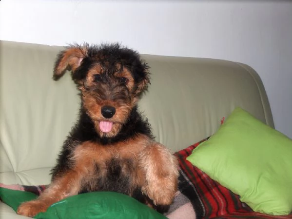 cuccioli di  airedale terrier | Foto 0