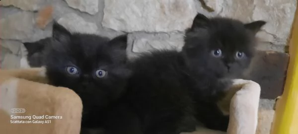 cuccioli di persiano disponibili, 2 femmine nere,1 tartaruga e 1 maschietto  | Foto 1