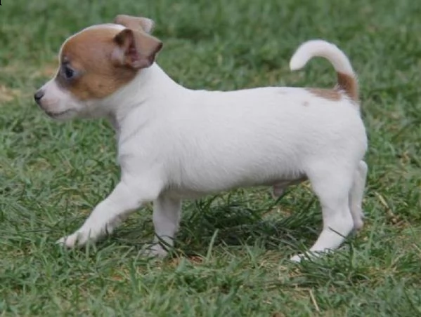 regalo chihuahua meravigliosi cuccioli di chihuahua ottima genealogia, gia vaccinati, sverminati e m