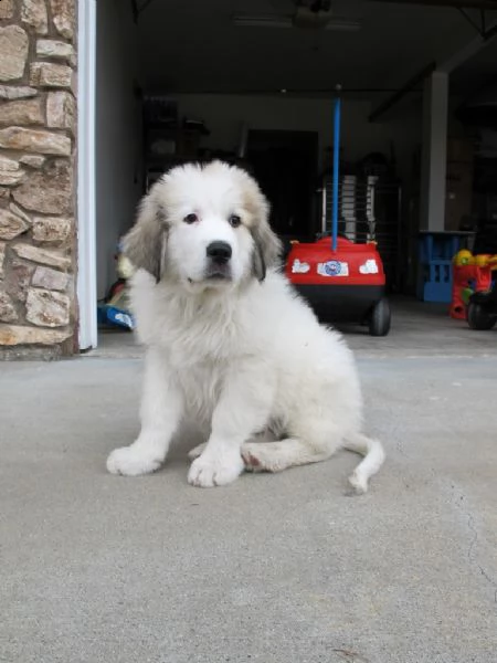 cuccioli di cane da montagna dei pirenei
