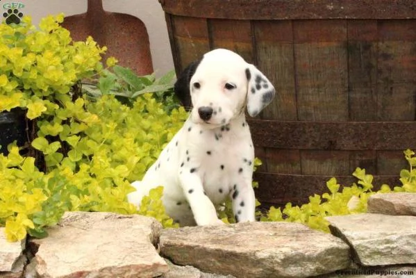 regalo cucciolo dalmata cuccioli 