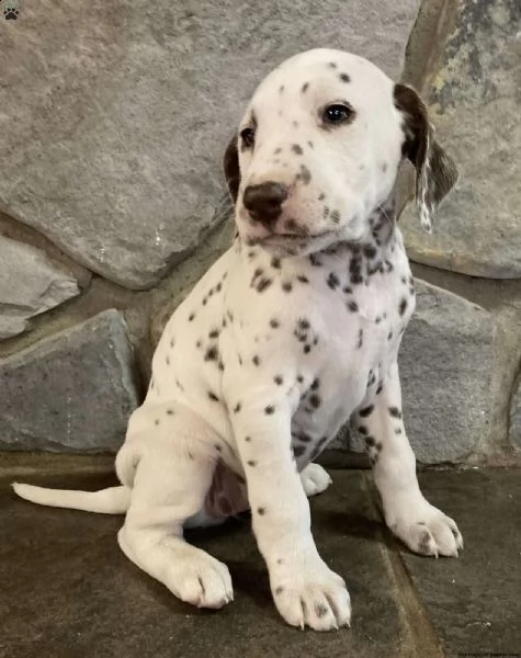 regalo cucciolo dalmata cuccioli  | Foto 0