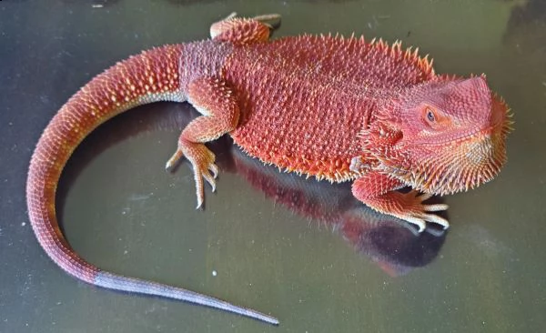 ctenosaura similis iguana dalla coda spinosa nera | Foto 2