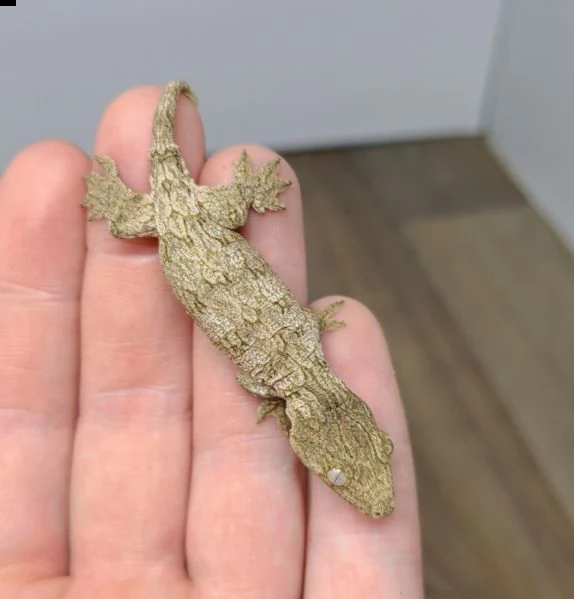 ctenosaura similis iguana dalla coda spinosa nera | Foto 1