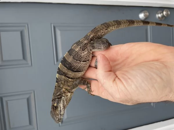 ctenosaura similis iguana dalla coda spinosa nera