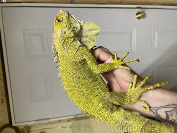 ipo verde sub maschio adulto