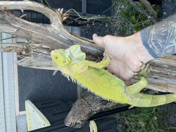 ipo verde sub maschio adulto | Foto 2