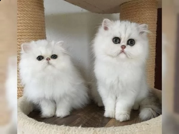 regalo gattino persiano per l'adozione in italia