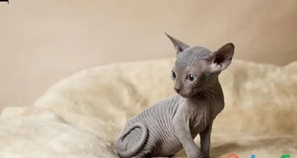 gattini sphynx registrati a amendolara